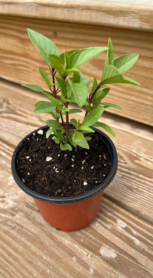 Cinnamon Basil